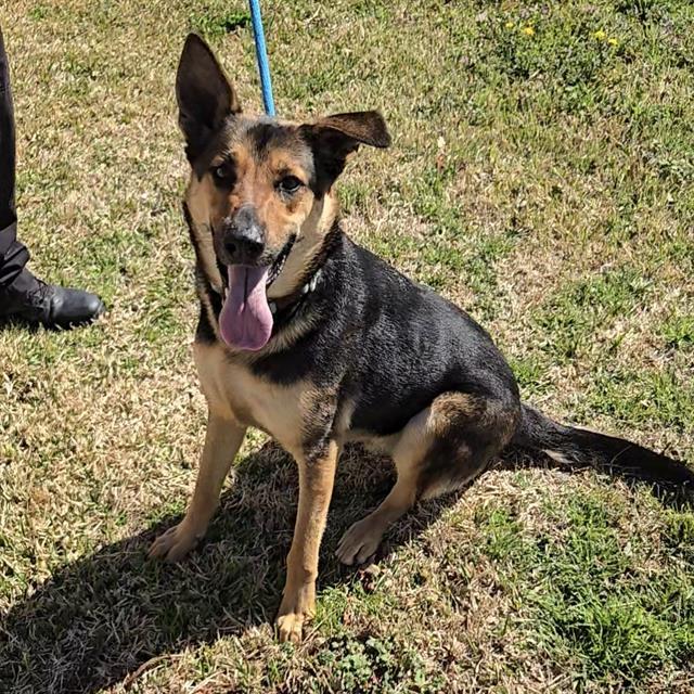 Enlarge CHARLIE, a Adoptable German Shepherd Dog in Wylie, TX image 1/1