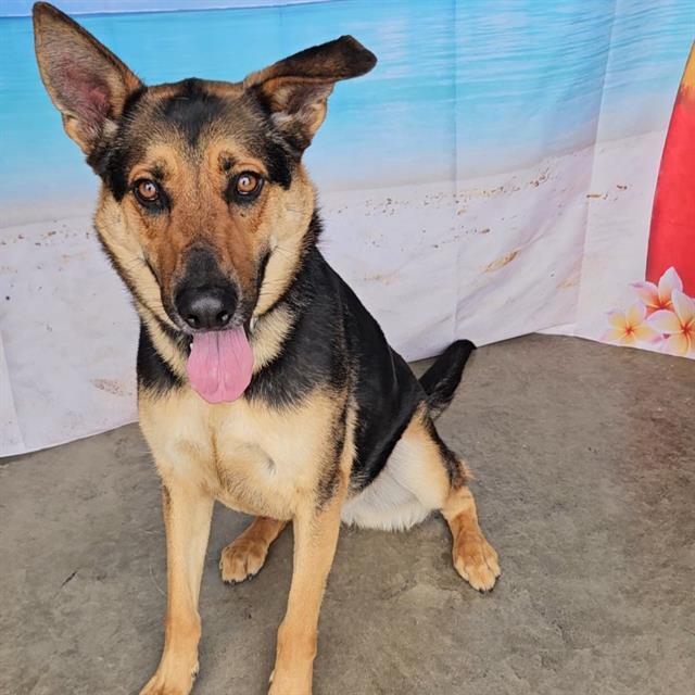 CHARLIE, Adoptable, Adult Male German Shepherd Dog.