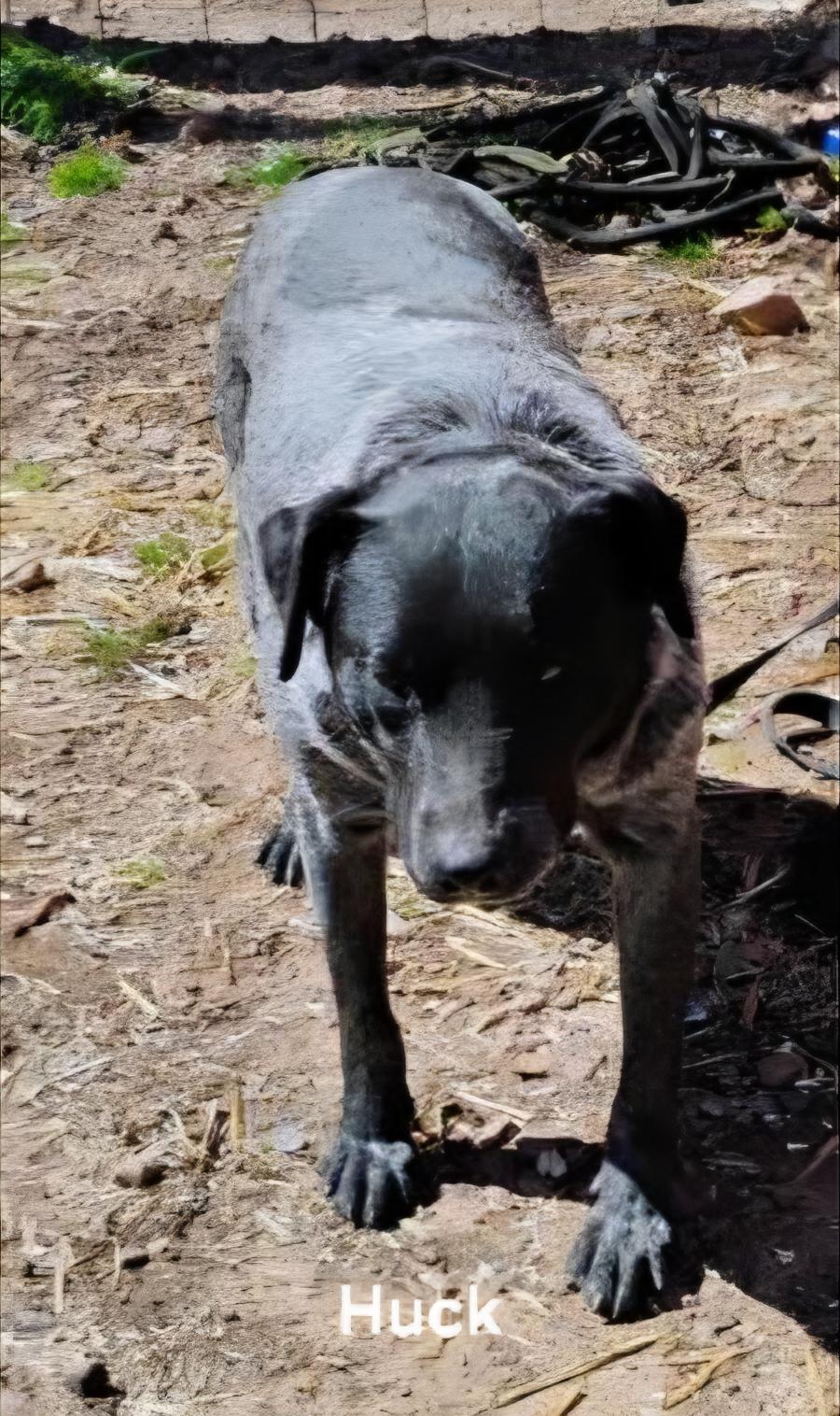Huck, Baby Male Australian Cattle Dog / Blue Heeler