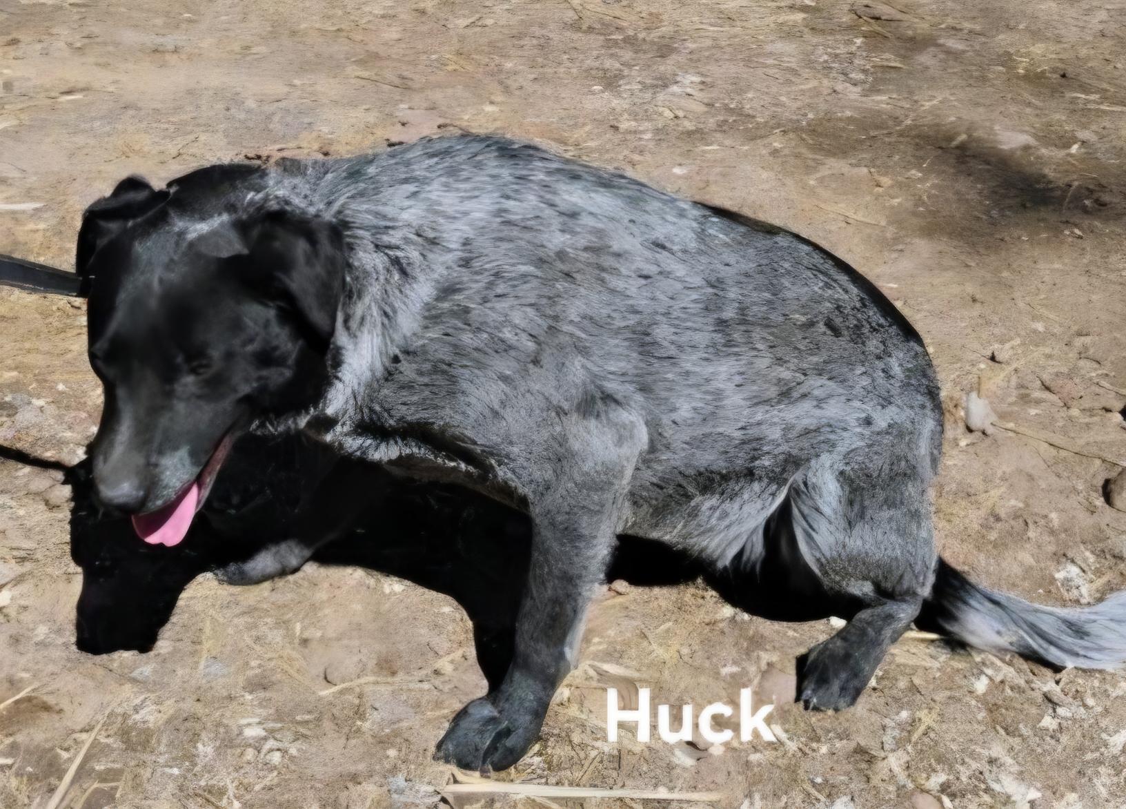 Huck photo 4