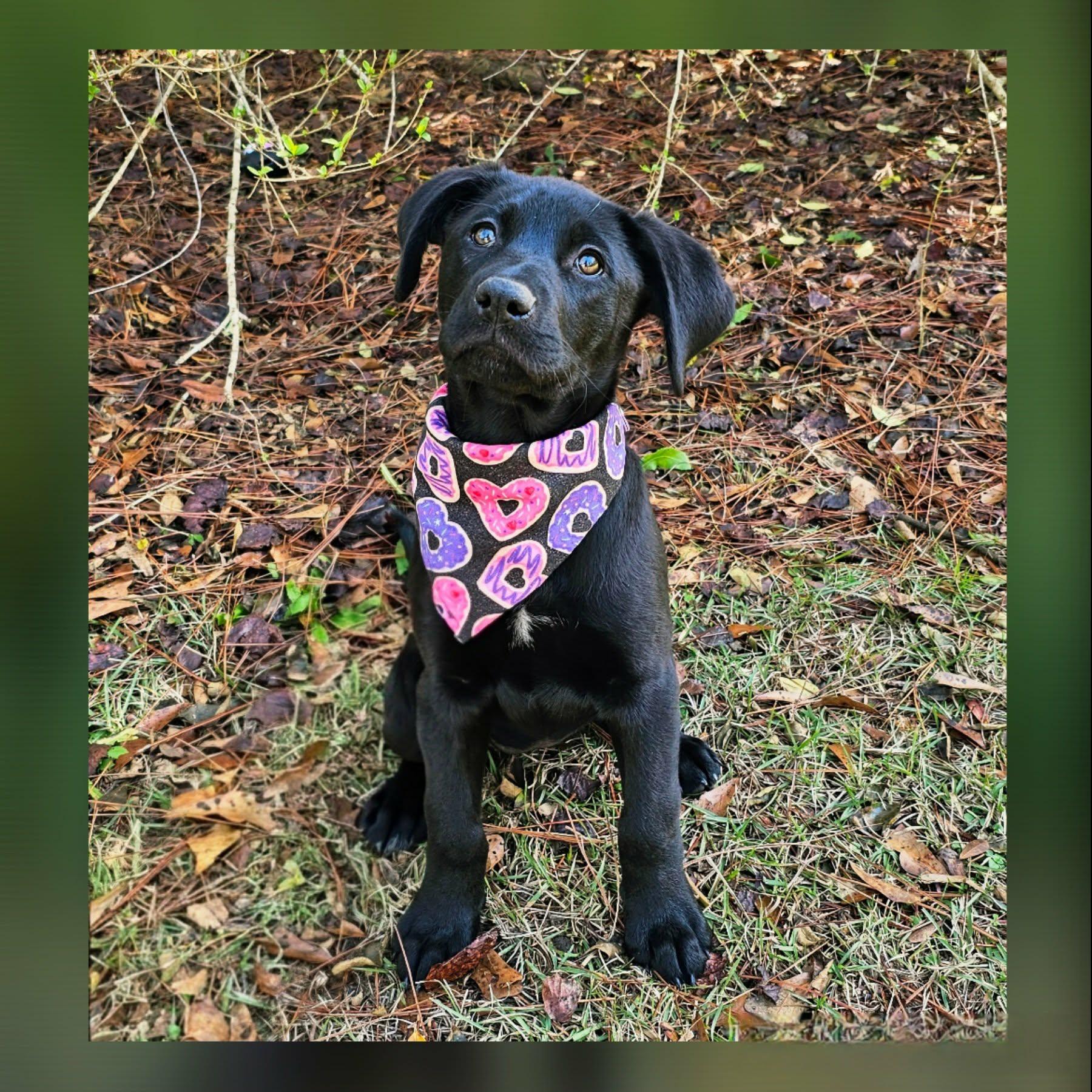 Sunflower, adopted, Puppy Female Mixed Breed.