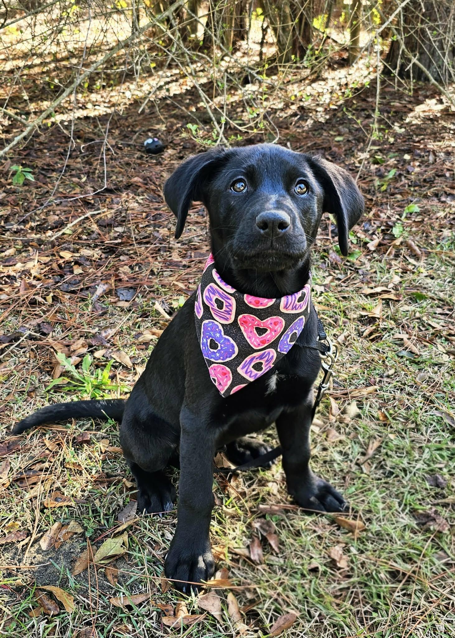 Enlarge Sunflower, an adopted Mixed Breed in Argyle, NY image 2/5