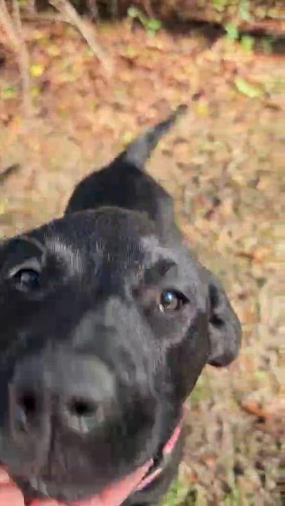 Enlarge Sunflower, an adopted Mixed Breed in Argyle, NY video 3/5