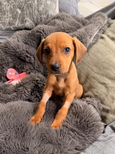 Gregory, Adoptable, Puppy Male Beagle & Terrier.