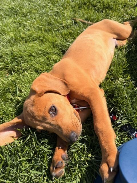 Enlarge Gregory, a Adoptable mixed breed in Manhattan, NY image 2/3