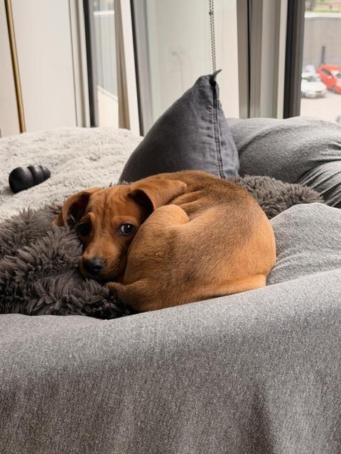 Enlarge Gregory, a Adoptable mixed breed in Manhattan, NY image 3/3