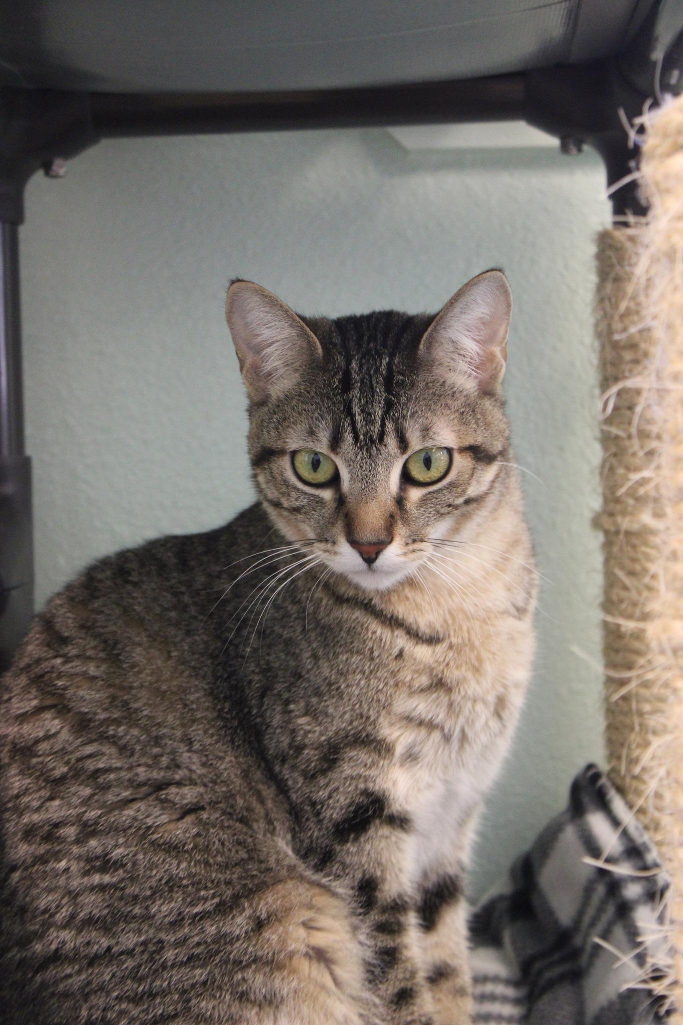 Mink, a ADOPTABLE mixed breed in Weaverville, CA image 3/4