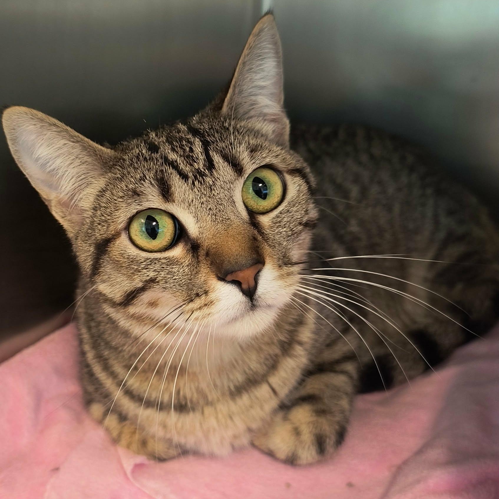 Mink, a ADOPTABLE mixed breed in Weaverville, CA image 2/4