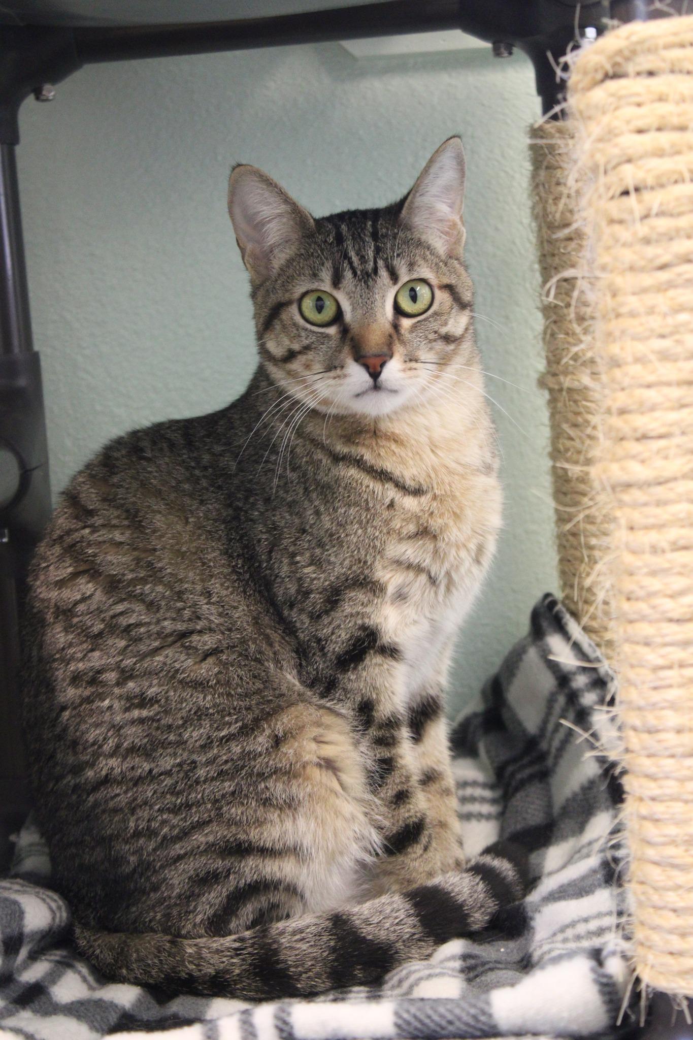 Mink, a ADOPTABLE mixed breed in Weaverville, CA image 4/4