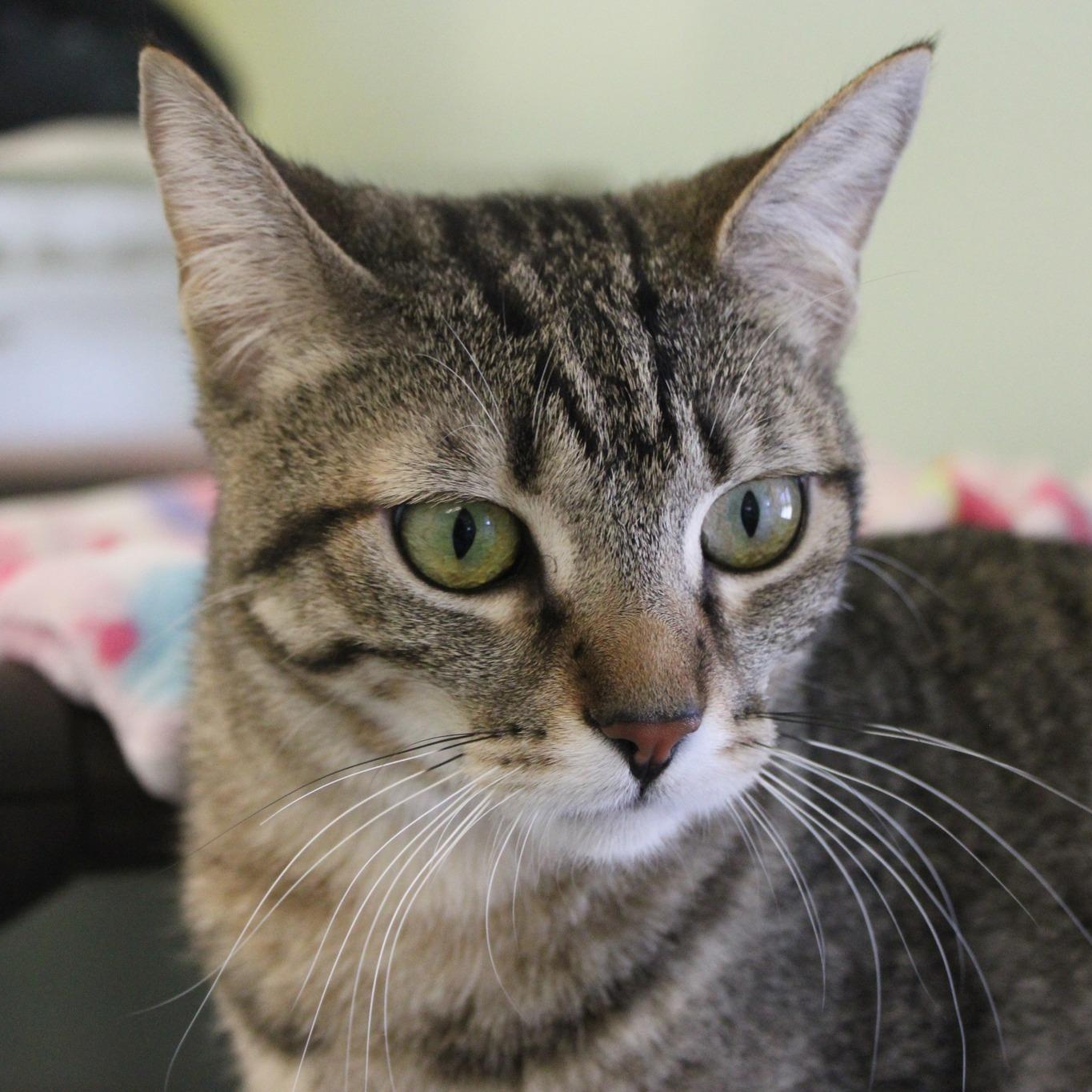 Mink, a ADOPTABLE mixed breed in Weaverville, CA image 1/4