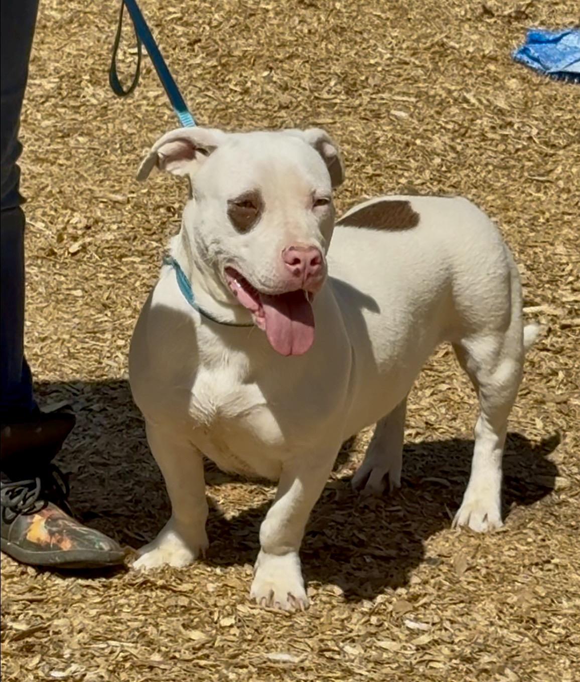 STIMPY, a Adoptable mixed breed in Parker, CO image 4/4