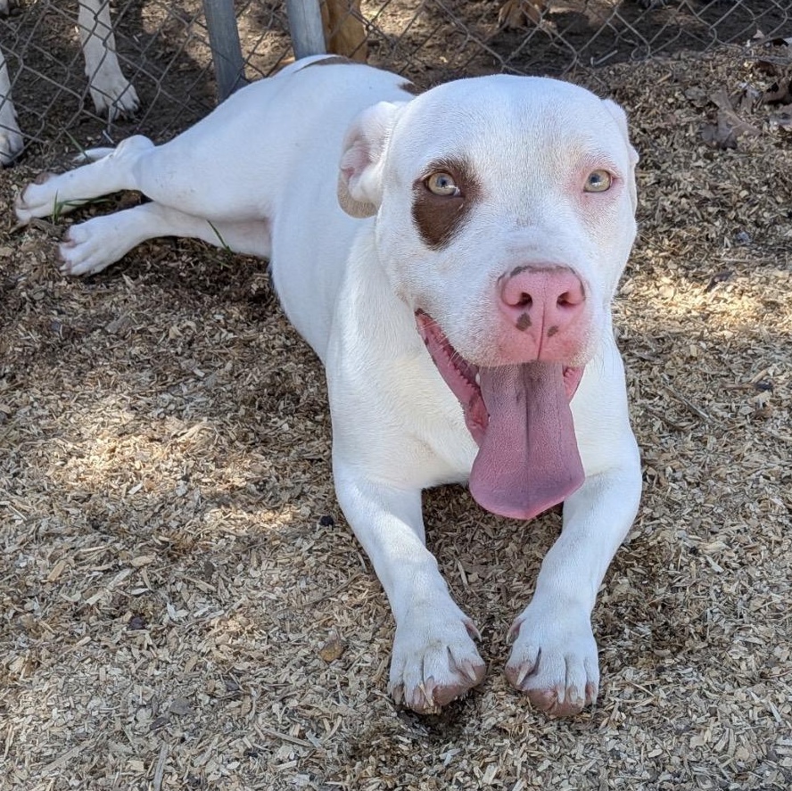 STIMPY, a Adoptable mixed breed in Parker, CO image 1/4