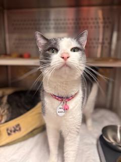 Enlarge Miss Marple (part of a Bonded Pair with Hercule Poirot), a ADOPTABLE Domestic Short Hair in Grand Rapids, MI image 3/5
