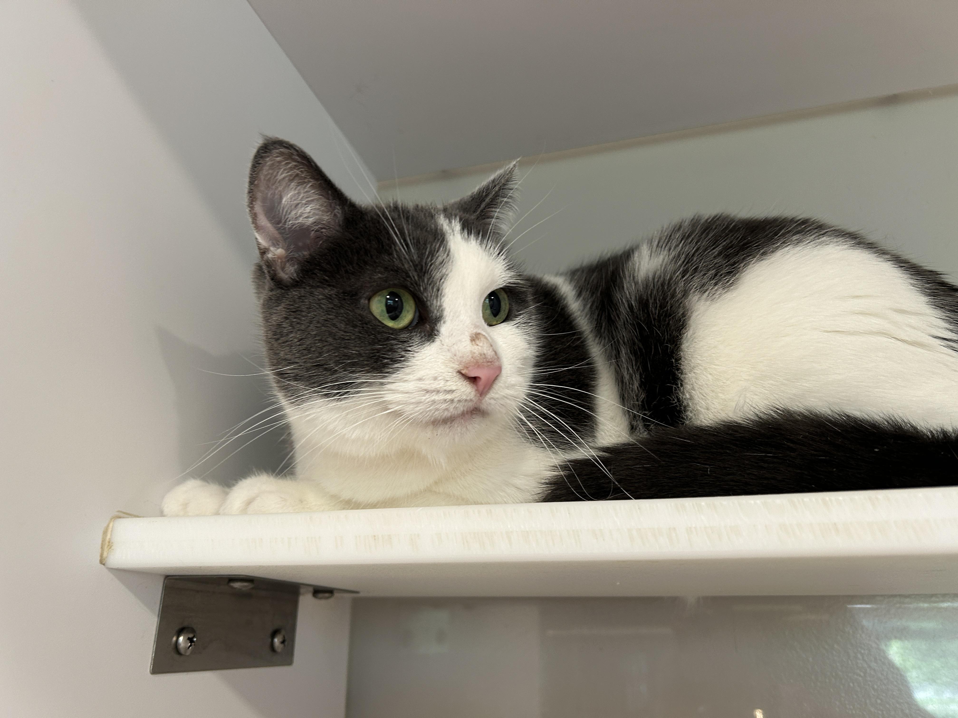 Enlarge Miss Marple (part of a Bonded Pair with Hercule Poirot), a ADOPTABLE Domestic Short Hair in Grand Rapids, MI image 5/5