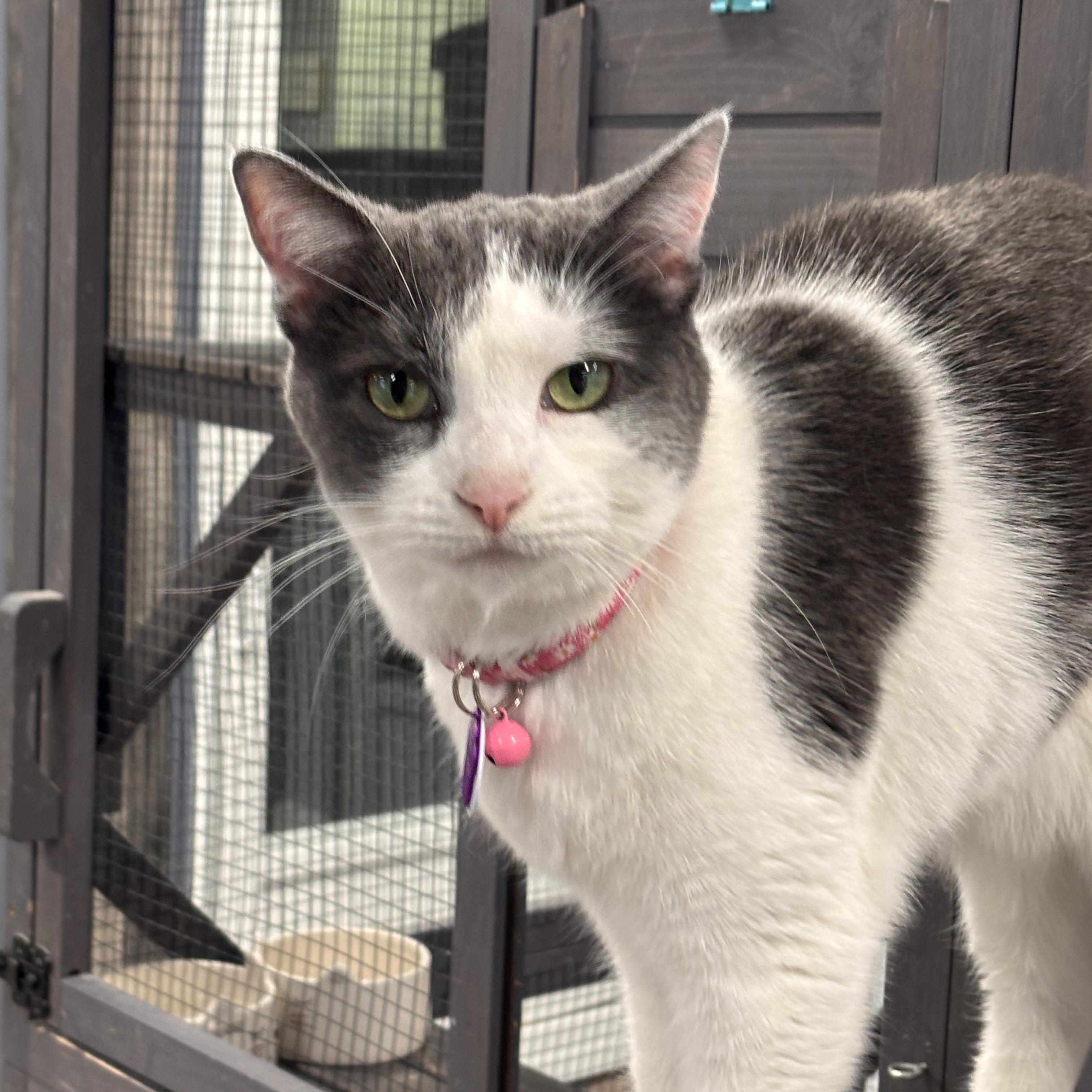 Miss Marple (part of a Bonded Pair with Hercule Poirot), ADOPTABLE, Adult Female Domestic Short Hair.