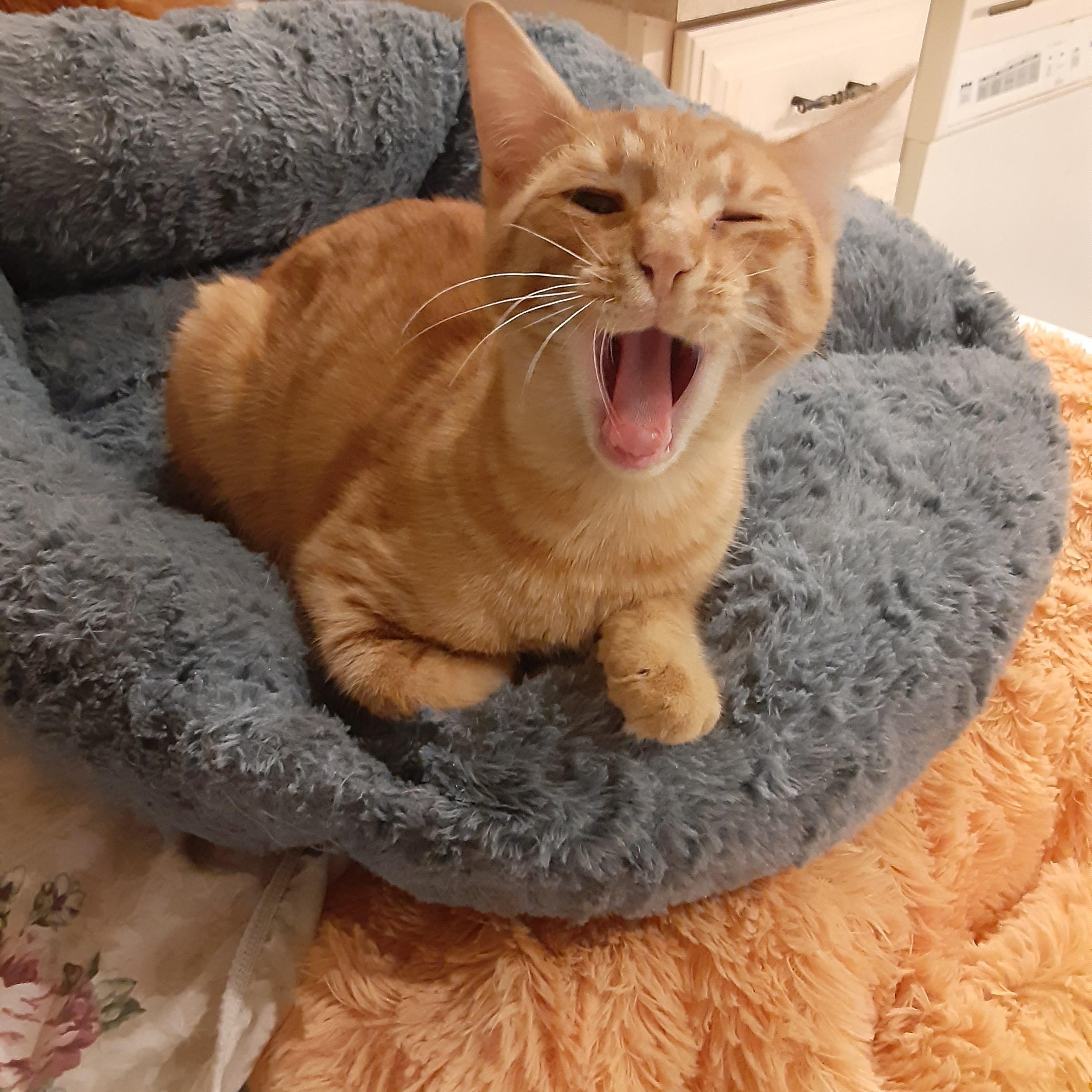 Reese, Adopted, Kitten Male Domestic Short Hair.