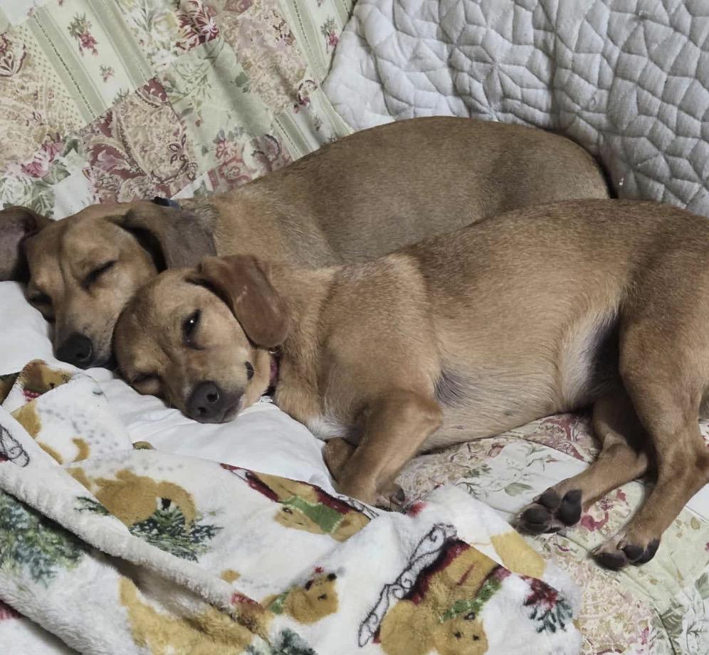 Enlarge Wendy, an adoption pending mixed breed in Campbellsville, KY image 2/4