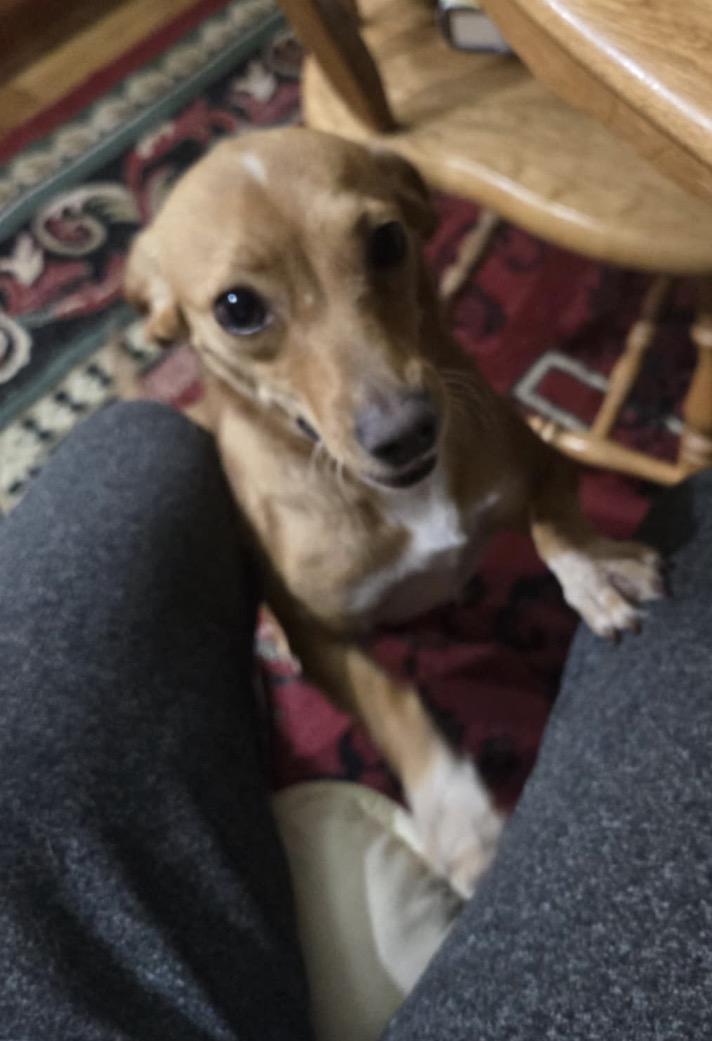 Enlarge Wendy, an adoption pending mixed breed in Campbellsville, KY image 4/4