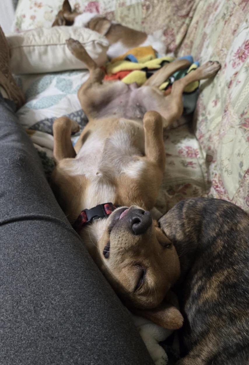 Enlarge Wendy, an adoption pending mixed breed in Campbellsville, KY image 3/4