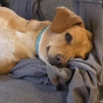 Wendy, adopted, Young Female Dachshund & Jack Russell Terrier.