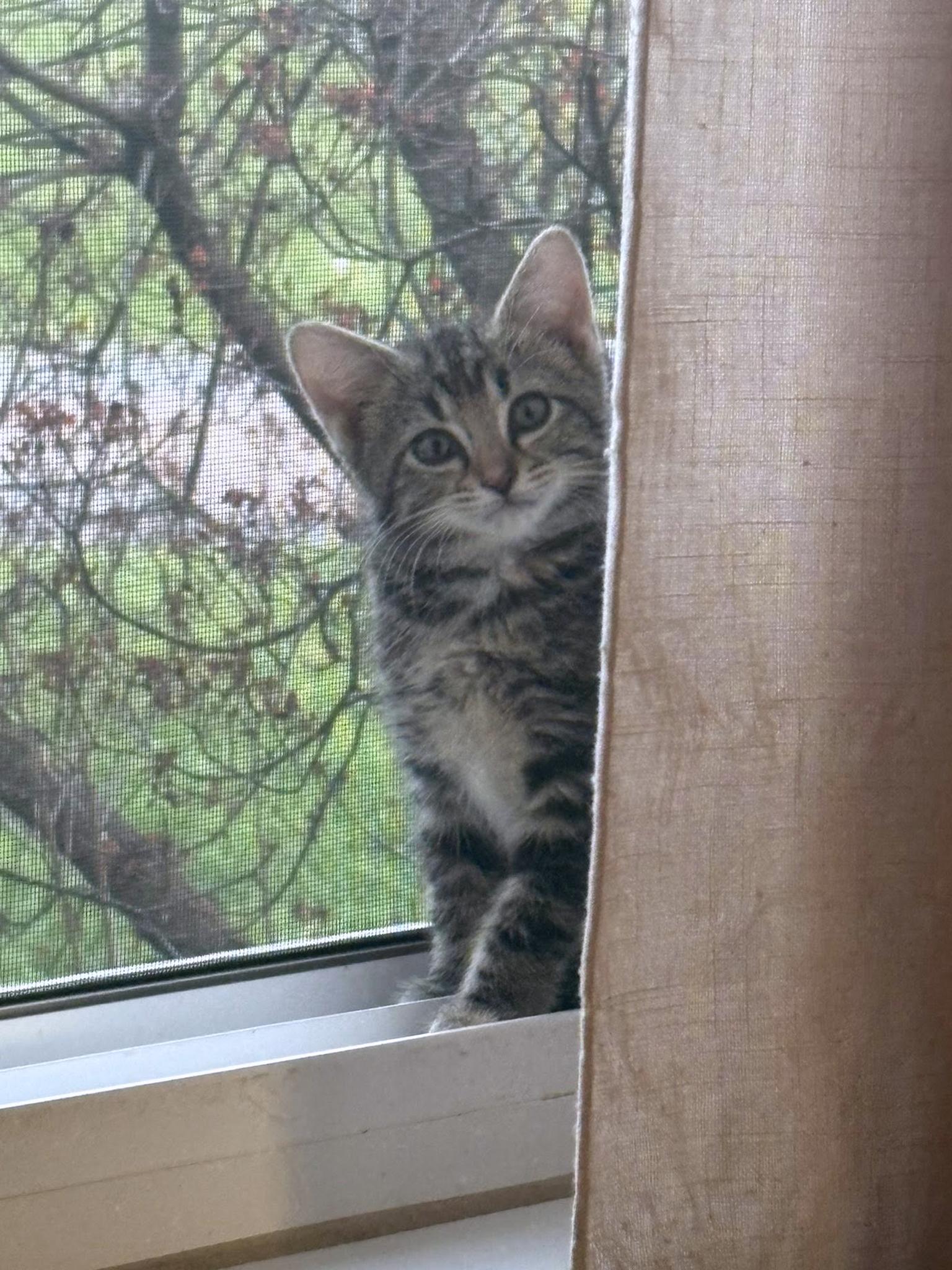 Enlarge Karmann Ghia, an adopted Domestic Short Hair in Morgantown, WV image 2/5