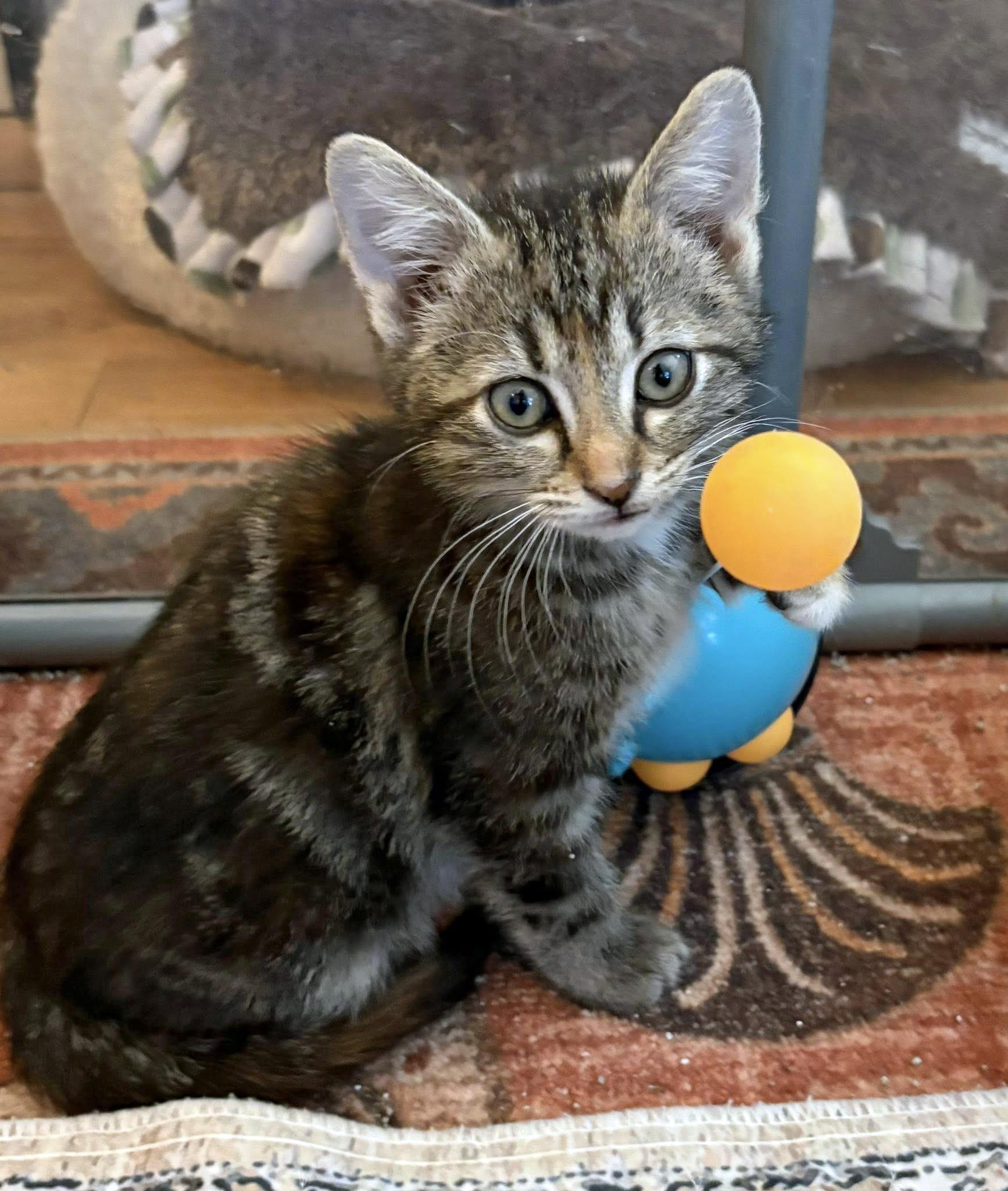 Karmann Ghia, adopted, Kitten Female Domestic Short Hair.