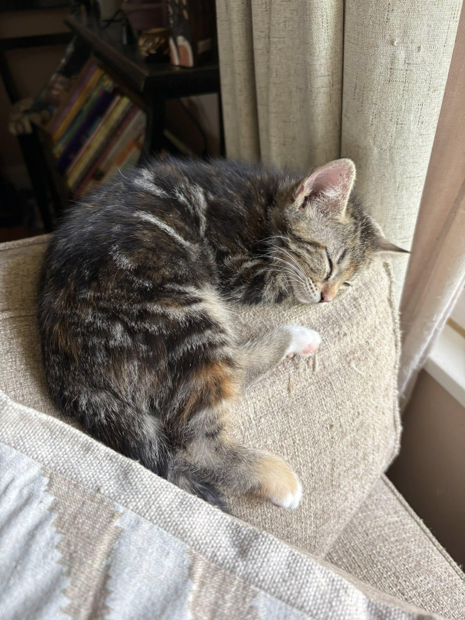 Enlarge Karmann Ghia, an adopted Domestic Short Hair in Morgantown, WV image 3/5