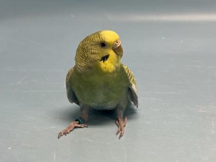 Enlarge R2D2, a Adoptable Parakeet (Other) in Golden Valley, MN image 1/2