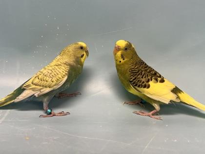 Enlarge R2D2, a Adoptable Parakeet (Other) in Golden Valley, MN image 2/2