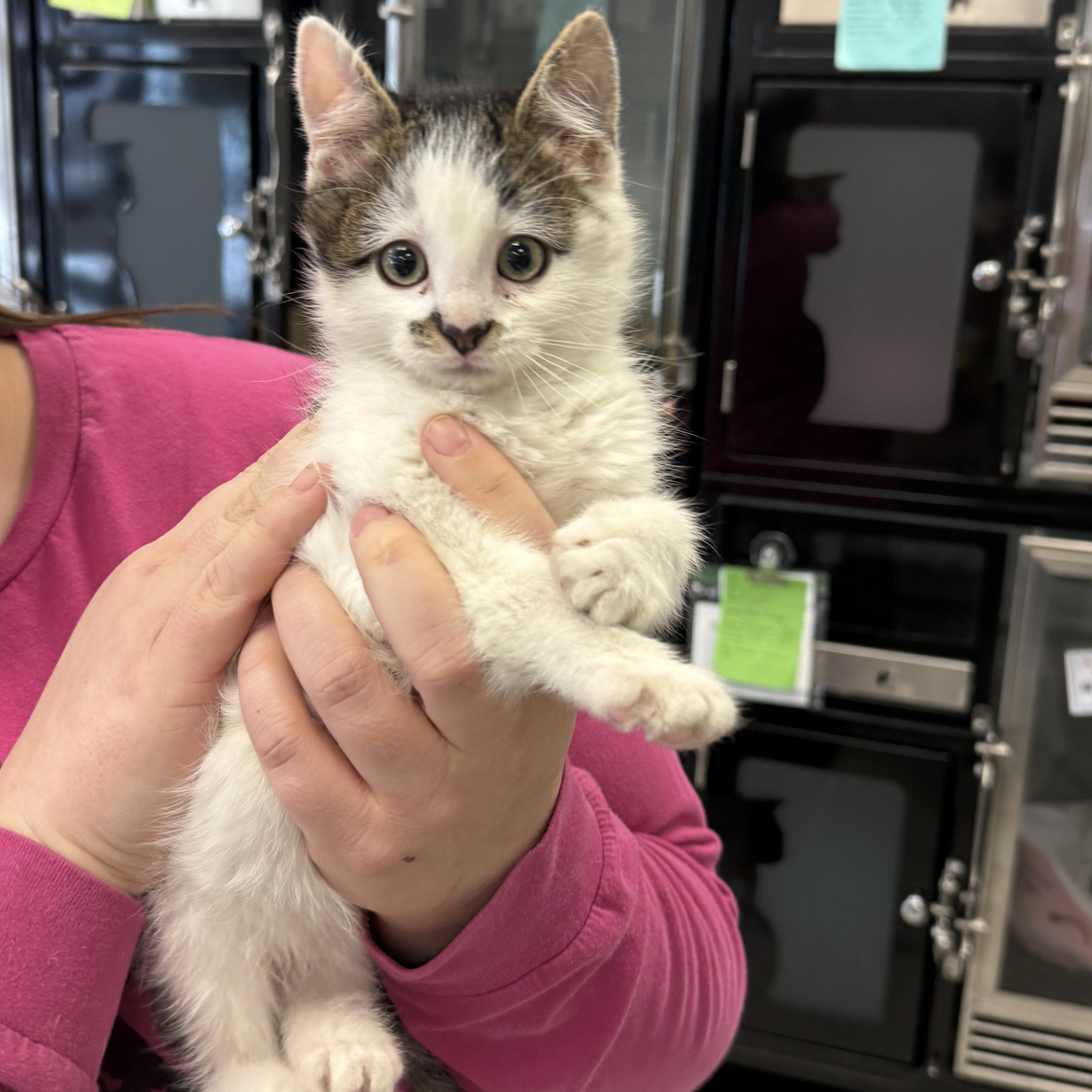 Slate, ADOPTABLE, Kitten Male Domestic Short Hair.