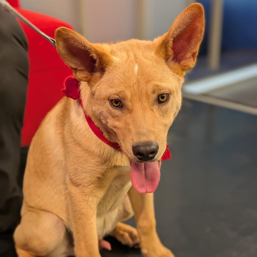 Teddy, Adoptable, Puppy Male Mixed Breed.
