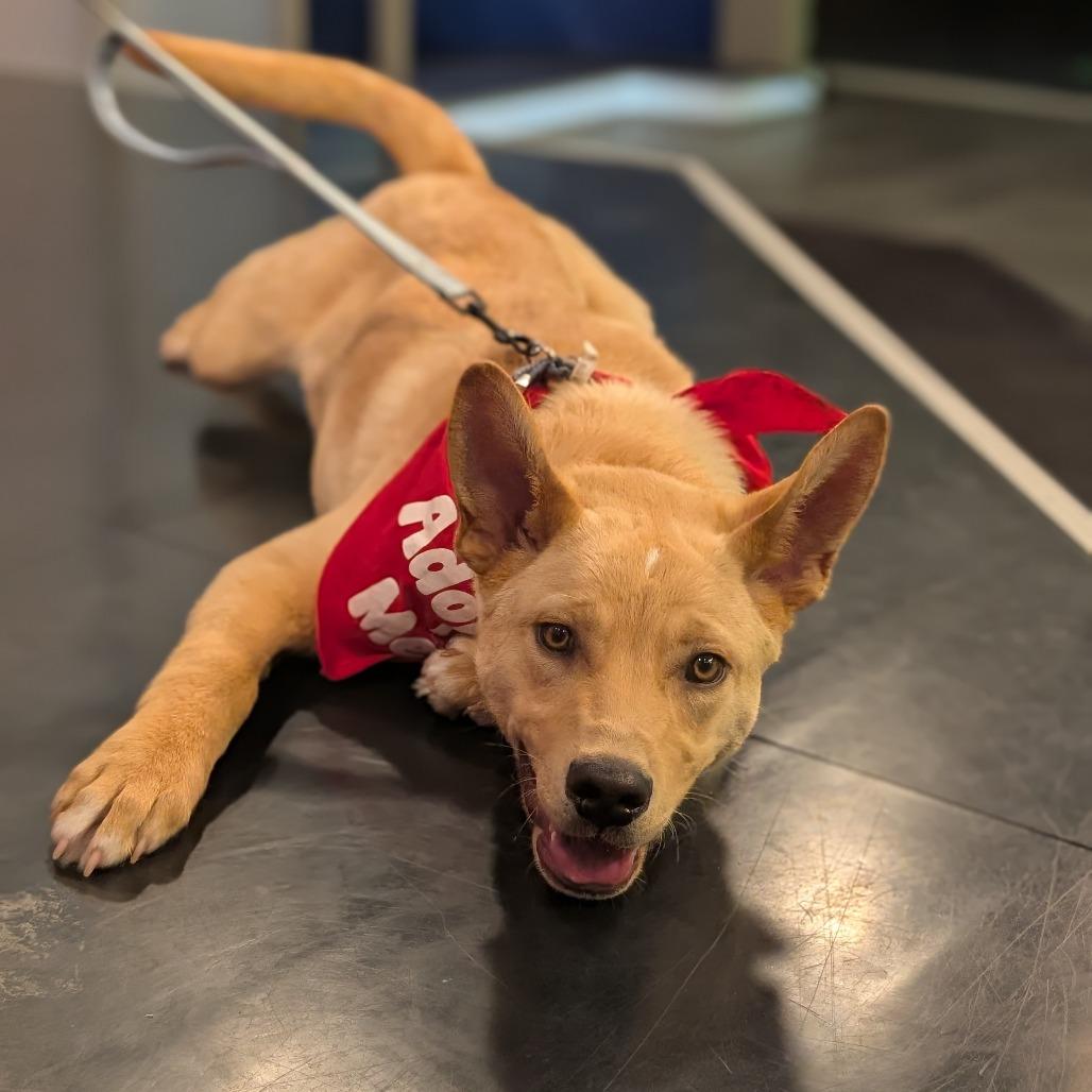 Enlarge Teddy, a Adoptable Mixed Breed in Saskatoon, SK image 2/6