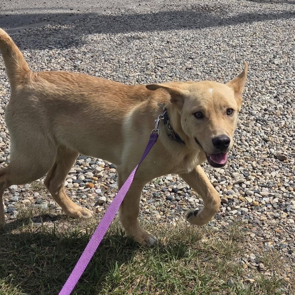 Enlarge Teddy, a Adoptable Mixed Breed in Saskatoon, SK image 3/6