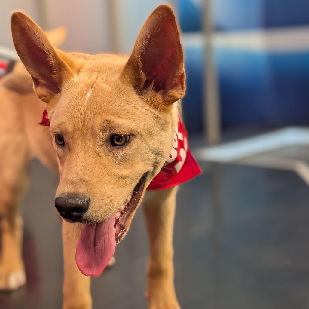 Enlarge Teddy, a Adoptable Mixed Breed in Saskatoon, SK image 4/6