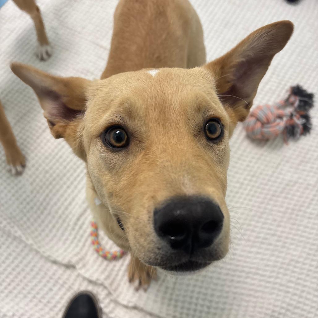 Enlarge Teddy, a Adoptable Mixed Breed in Saskatoon, SK image 5/6