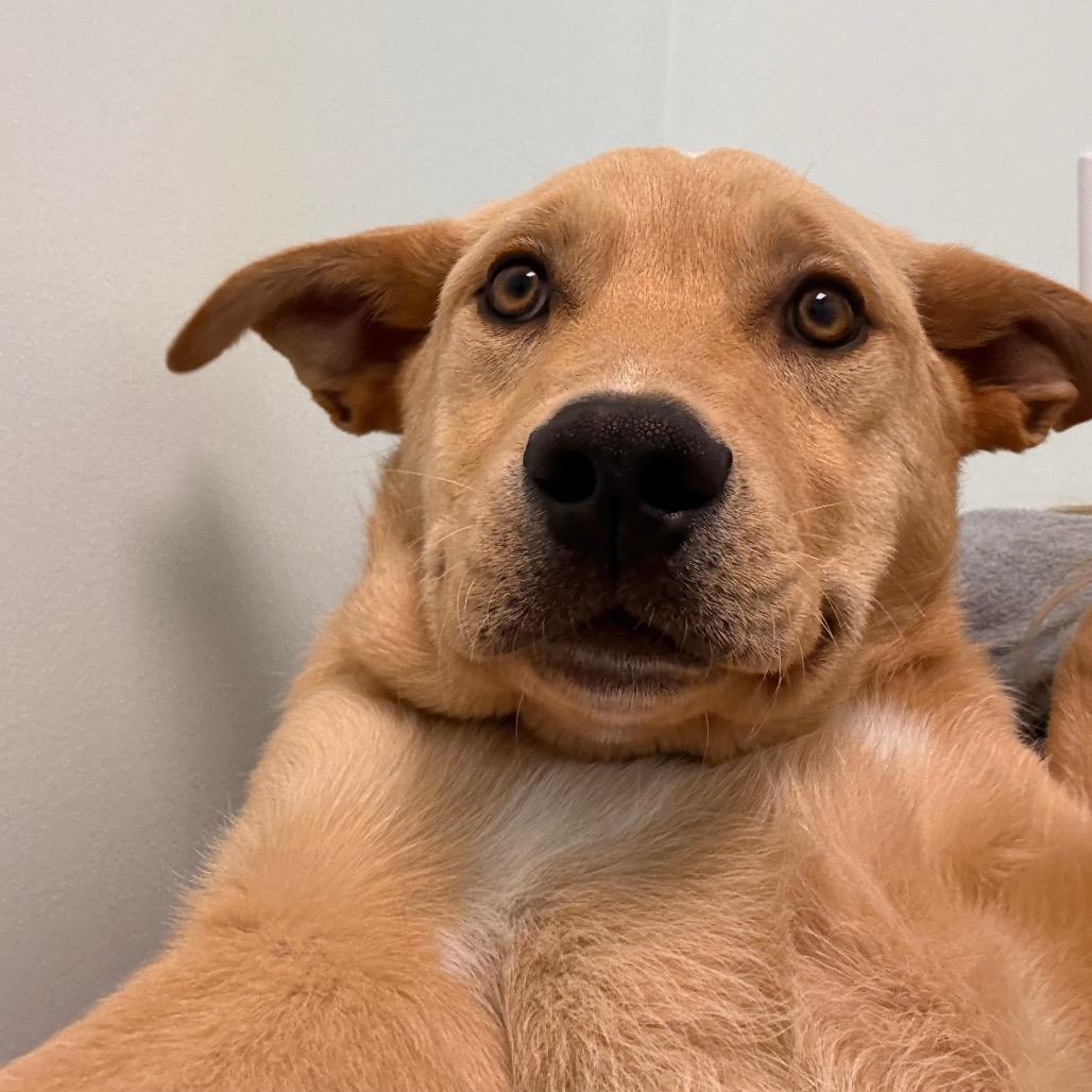 Enlarge Teddy, a Adoptable Mixed Breed in Saskatoon, SK image 6/6