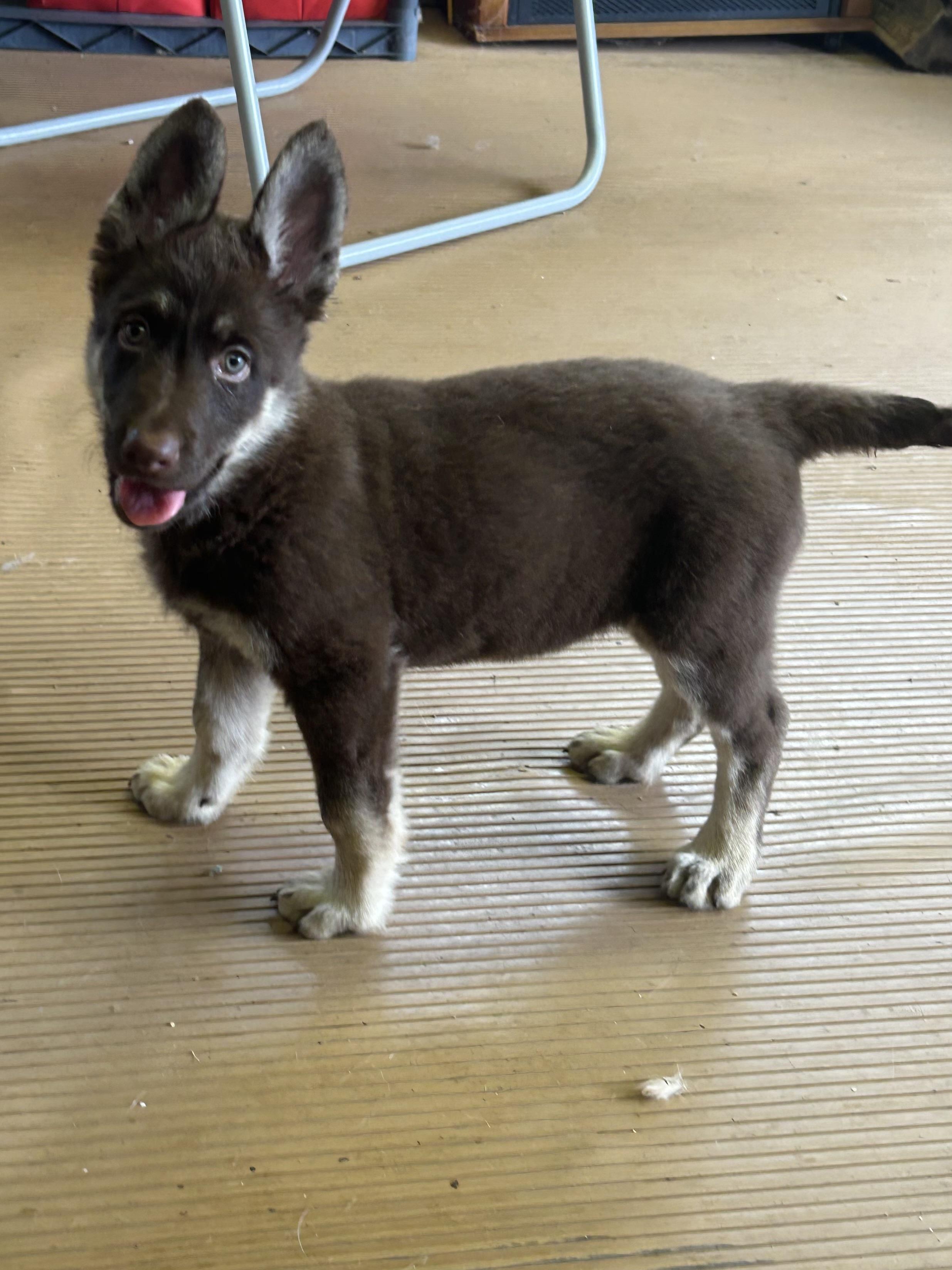 SADIE, adopted, Puppy Female German Shepherd Dog.