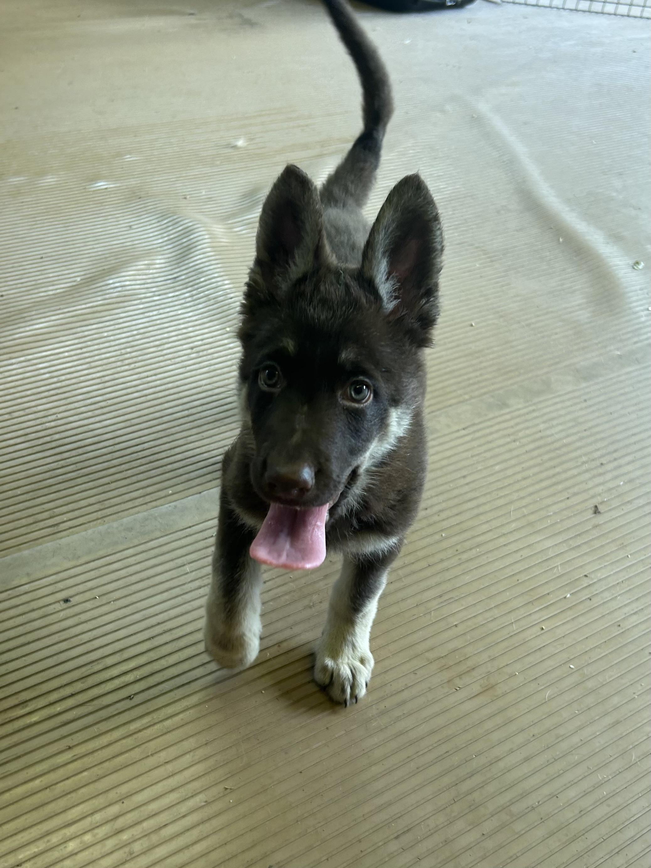 Enlarge SADIE, an adopted German Shepherd Dog in Elyria, OH image 5/5