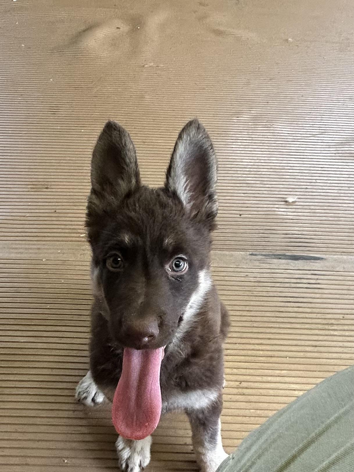 Enlarge SADIE, an adopted German Shepherd Dog in Elyria, OH image 4/5