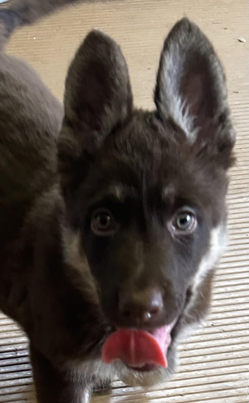 Enlarge SADIE, an adopted German Shepherd Dog in Elyria, OH image 3/5