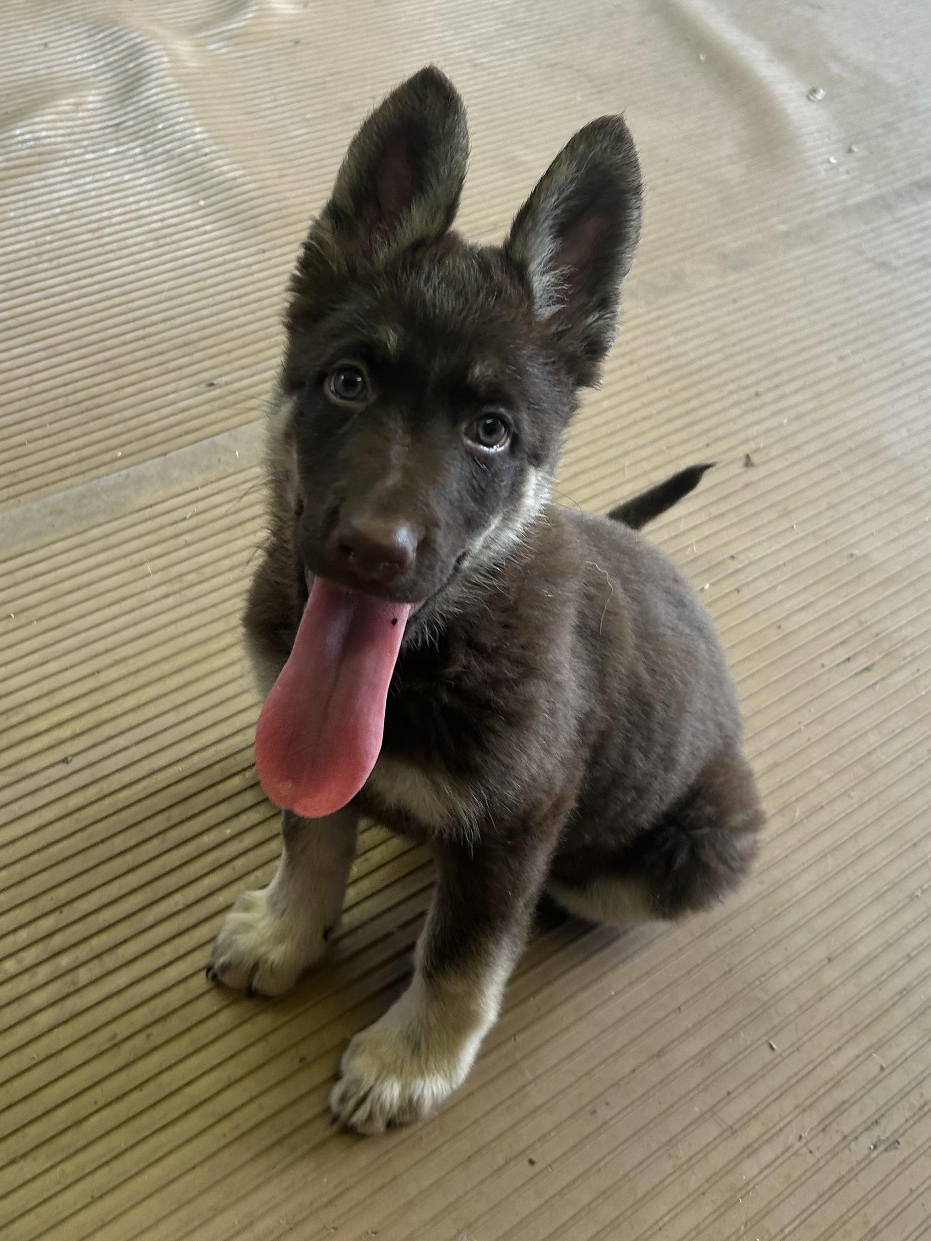 Enlarge SADIE, an adopted German Shepherd Dog in Elyria, OH image 2/5