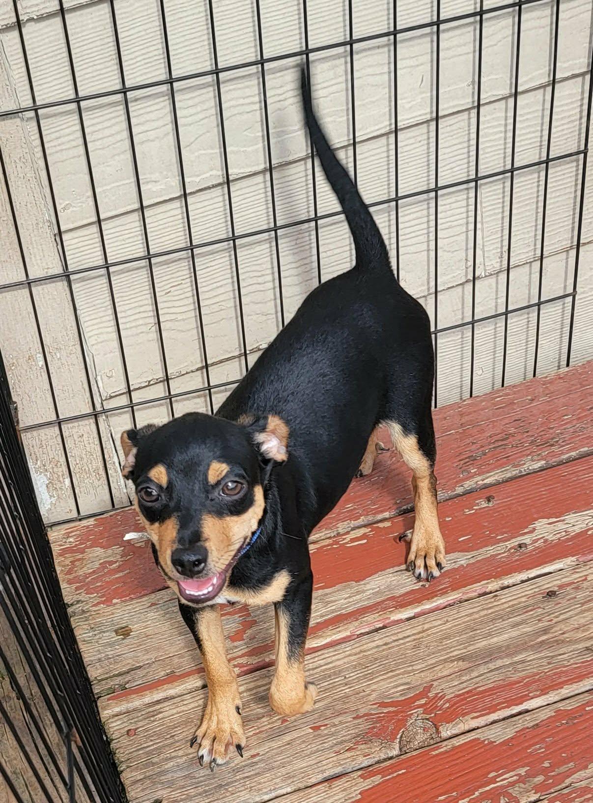 Eric, ADOPTABLE, Young Male Chihuahua & Rat Terrier.