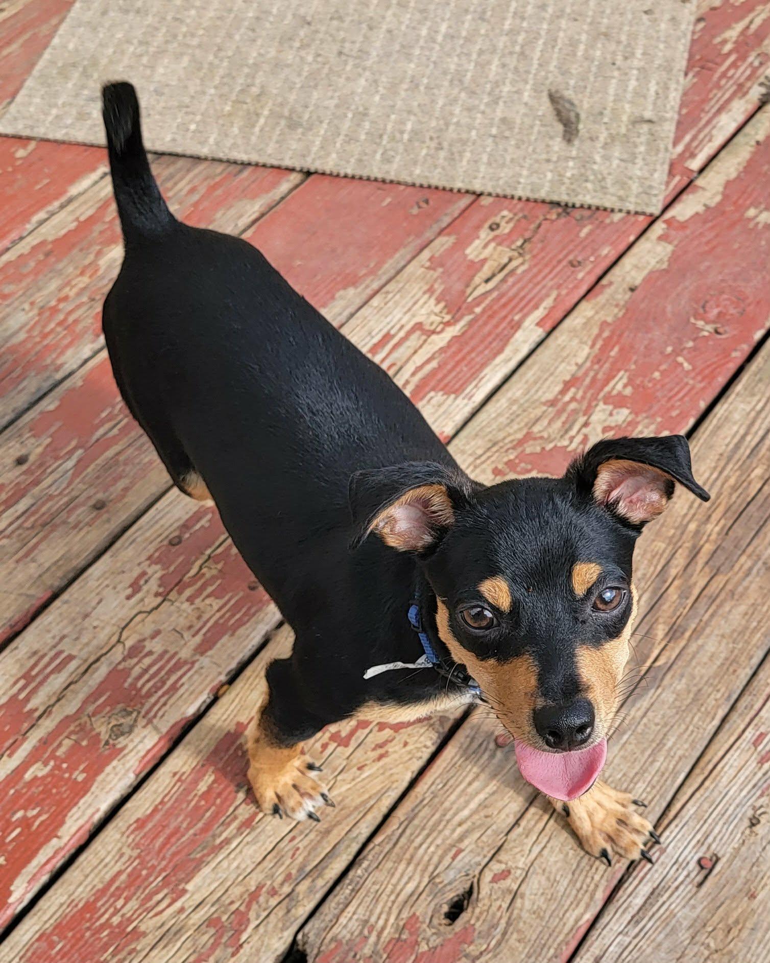 Enlarge Eric, a ADOPTABLE mixed breed in Van Alstyne, TX image 3/5