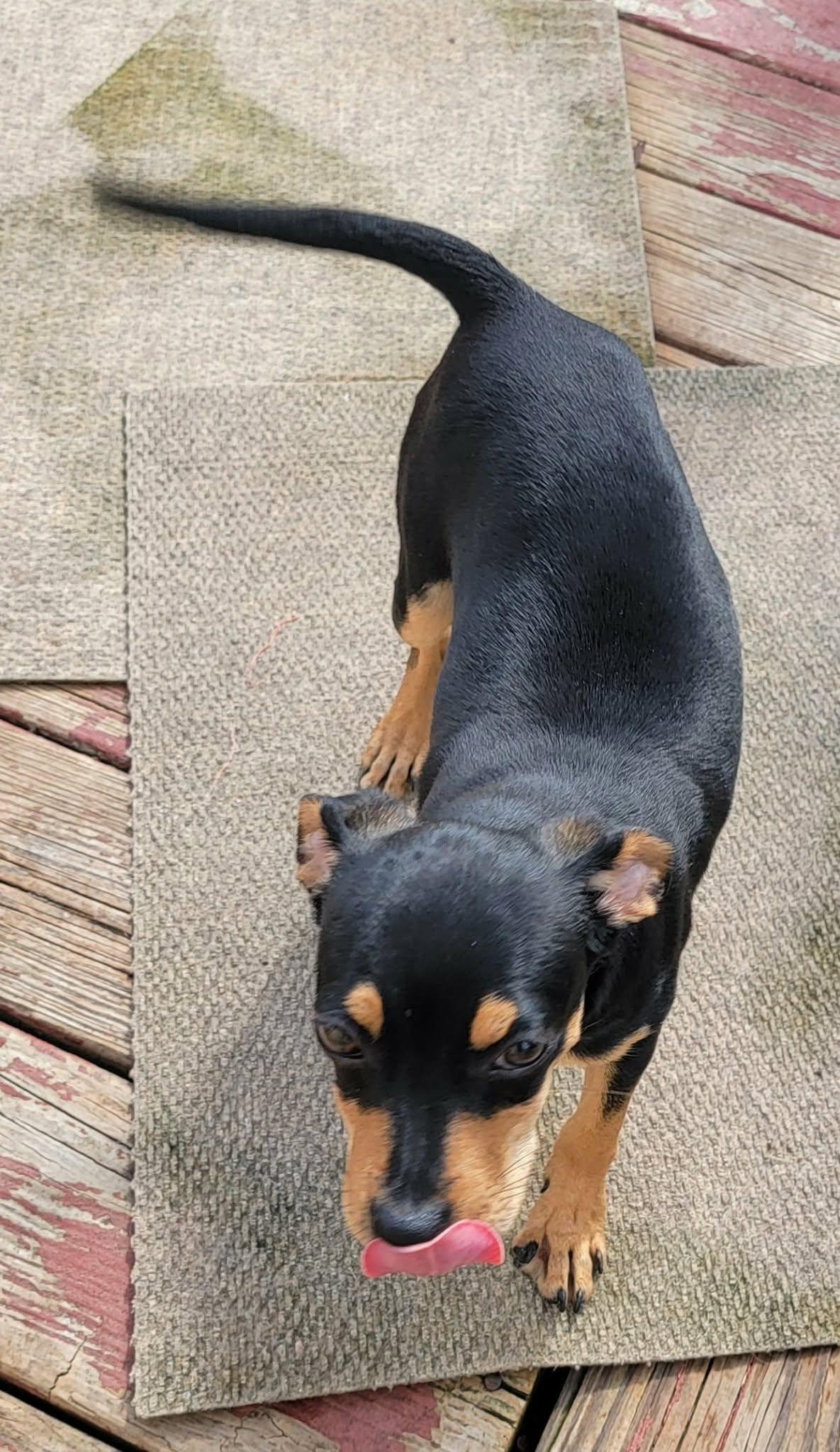 Enlarge Eric, a ADOPTABLE mixed breed in Van Alstyne, TX image 5/5