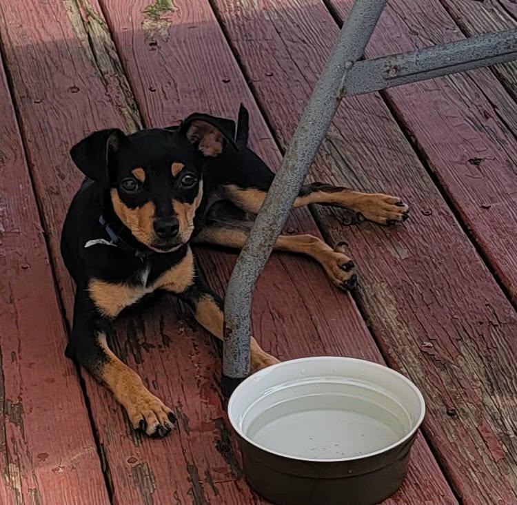 Enlarge Eric, a ADOPTABLE mixed breed in Van Alstyne, TX image 4/5