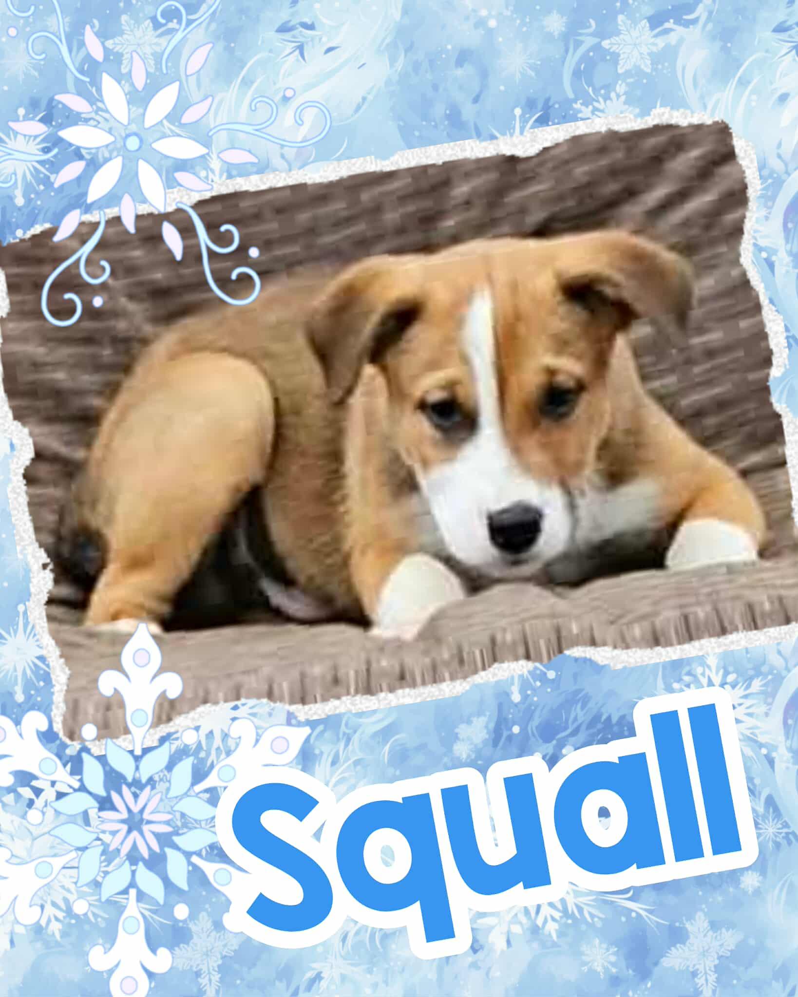 Enlarge Squall, a ADOPTABLE mixed breed in Ringwood, NJ image 1/1