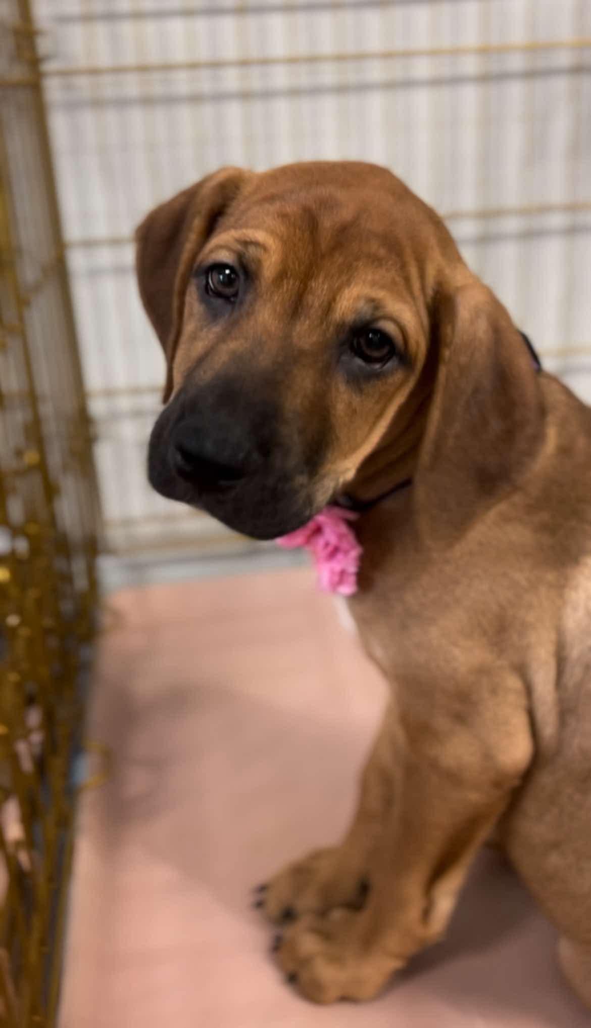 Enlarge Lilac, a ADOPTABLE mixed breed in Walker, LA image 4/6