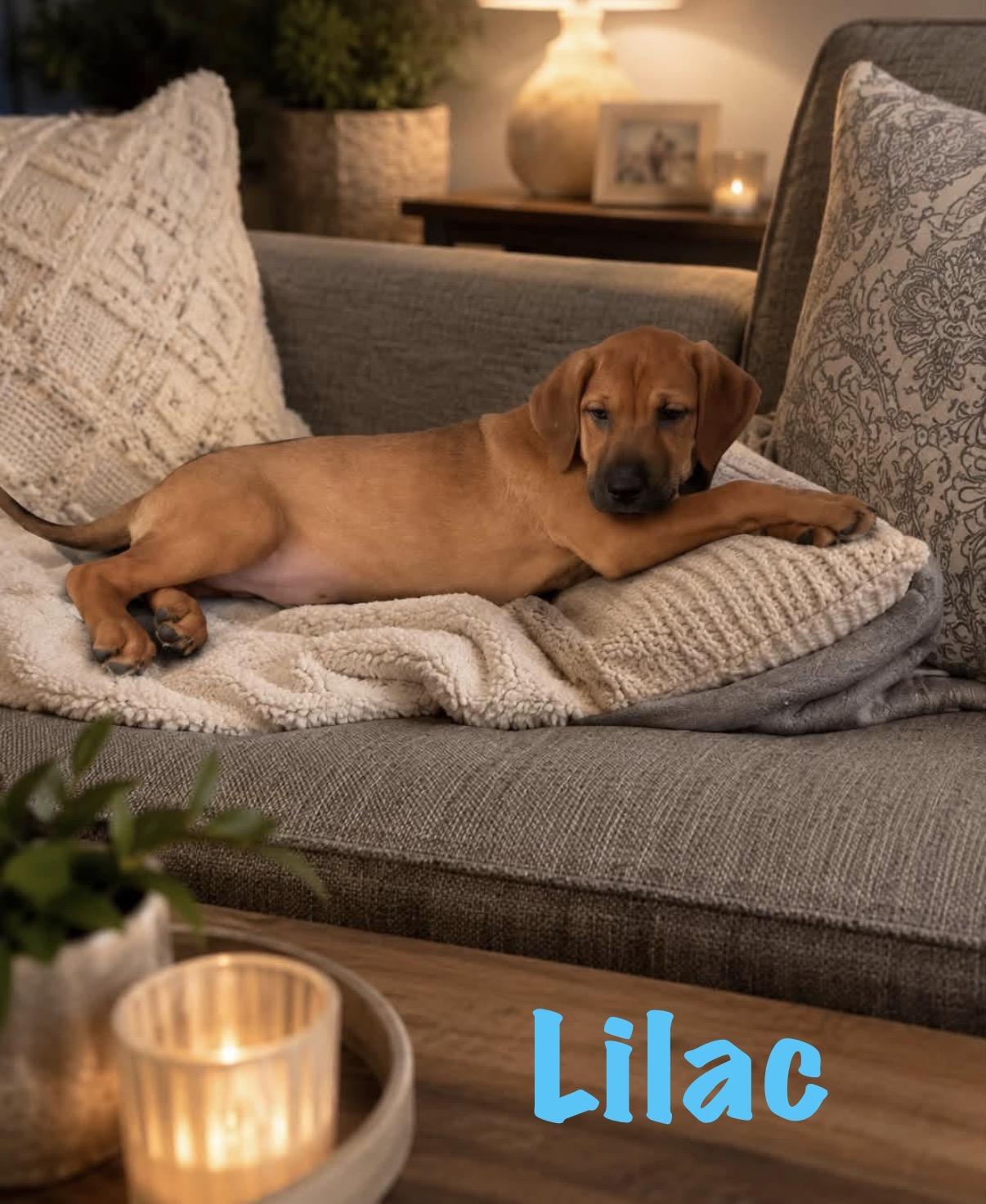 Enlarge Lilac, a ADOPTABLE mixed breed in Walker, LA image 1/6