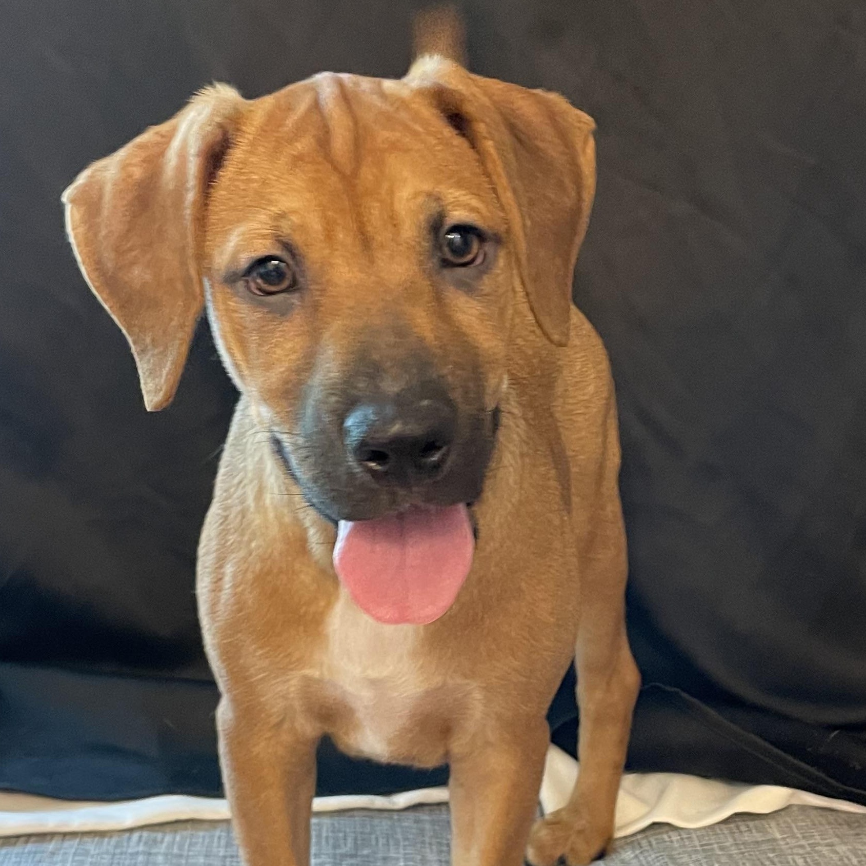Enlarge Lilac, a ADOPTABLE mixed breed in Walker, LA image 2/6