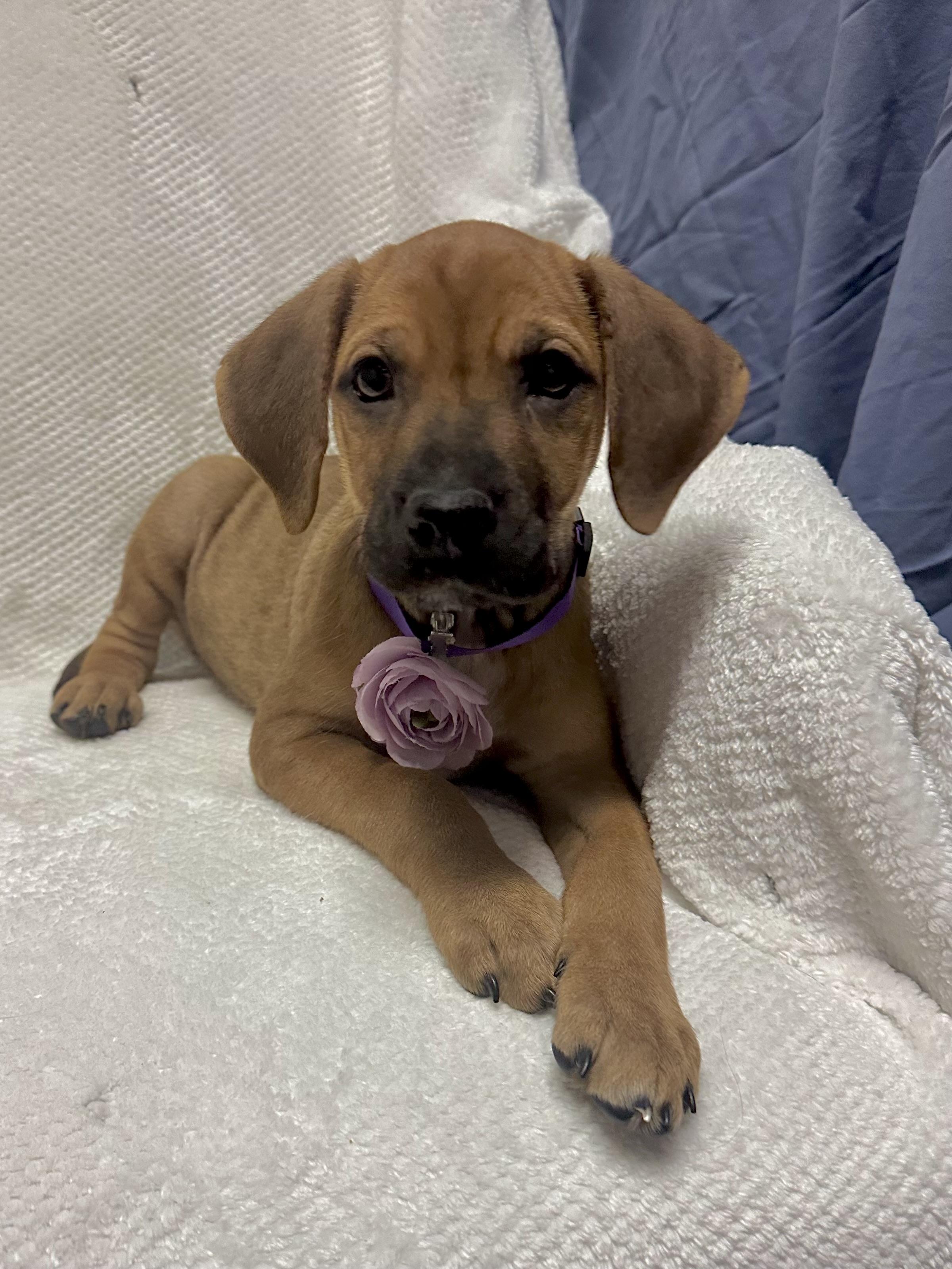 Enlarge Lilac, a ADOPTABLE mixed breed in Walker, LA image 5/6